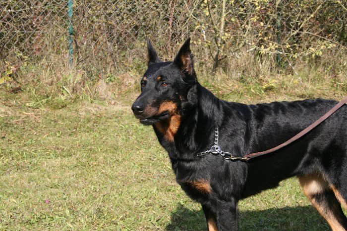 Birmane De Montclea (8)